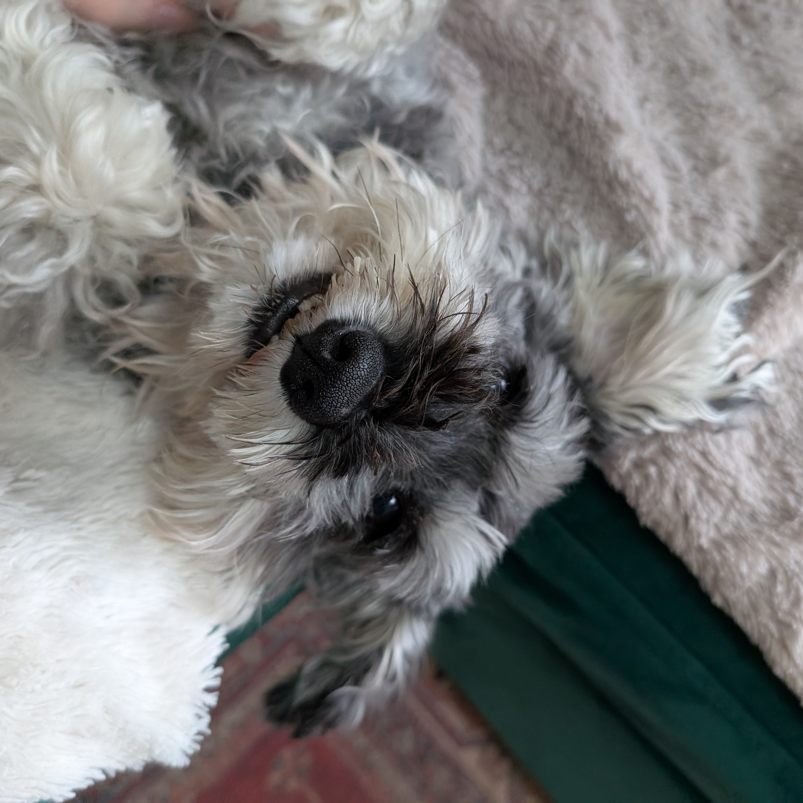 Fritzi